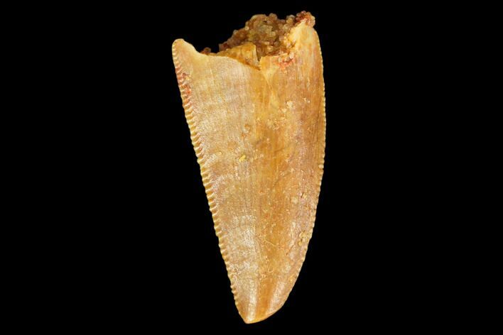 Serrated, Raptor Tooth - Real Dinosaur Tooth #127074